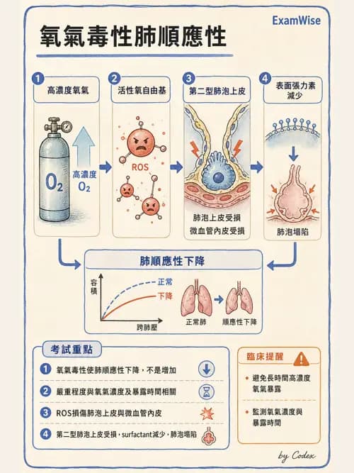 呼吸治療師 - 呼吸器併發症與感染 - AI 圖文解析預覽