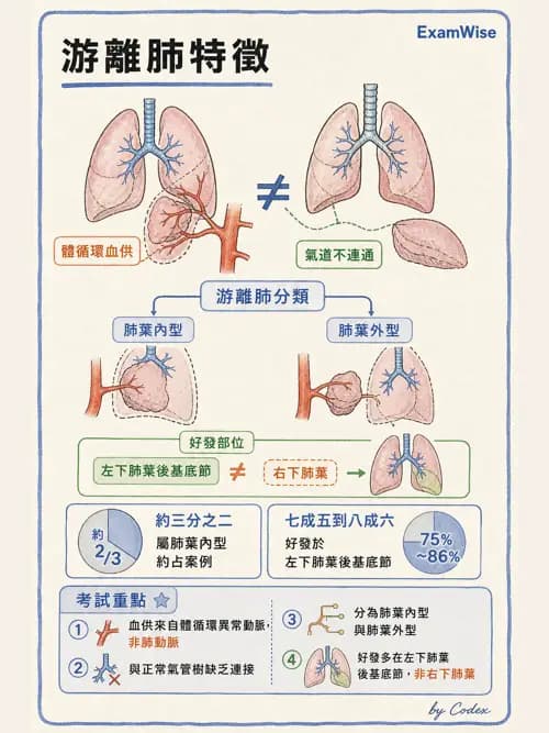 呼吸治療師 - 兒童呼吸系統疾病 - AI 圖文解析預覽