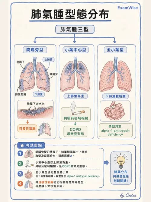 呼吸治療師 - 慢性氣道疾病 - AI 圖文解析預覽