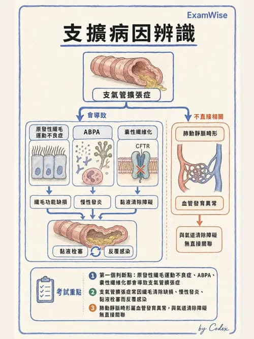呼吸治療師 - 慢性氣道疾病 - AI 圖文解析預覽