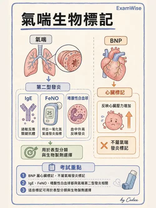 呼吸治療師 - 慢性氣道疾病 - AI 圖文解析預覽