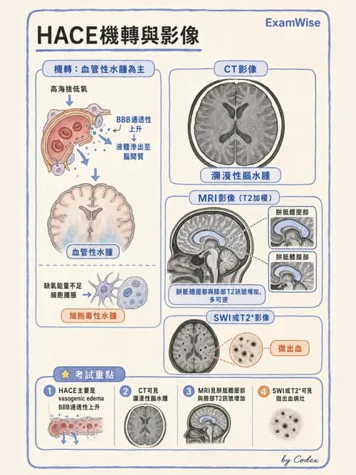 呼吸治療師 - 外力傷害與胸廓病變 - AI 圖文解析預覽