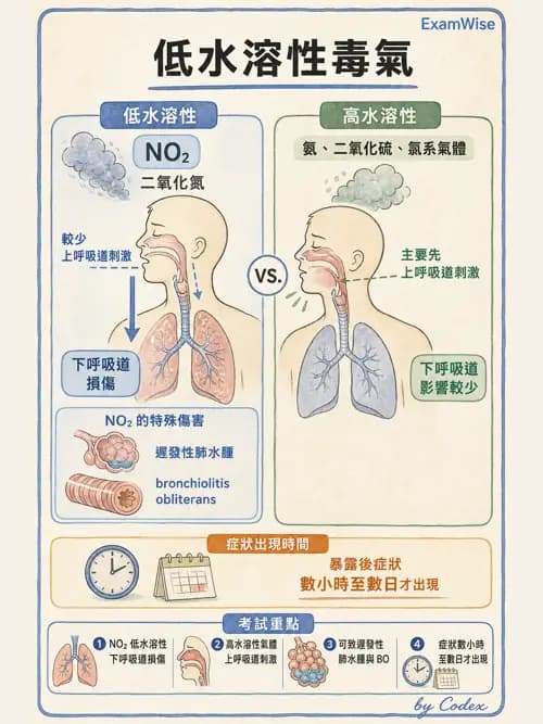 呼吸治療師 - 外力傷害與胸廓病變 - AI 圖文解析預覽