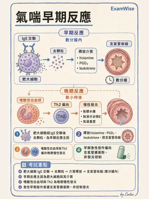 呼吸治療師 - 呼吸系統構造與發展 - AI 圖文解析預覽