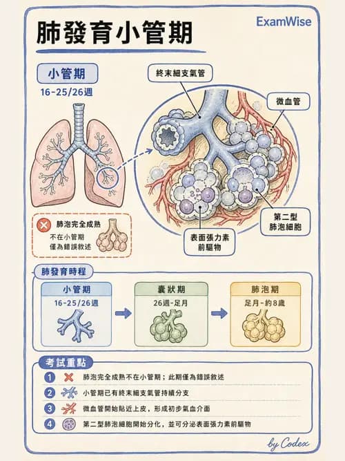 呼吸治療師 - 呼吸系統構造與發展 - AI 圖文解析預覽