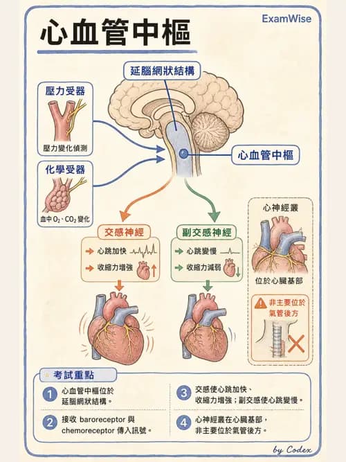 呼吸治療師 - 心臟與循環解剖 - AI 圖文解析預覽