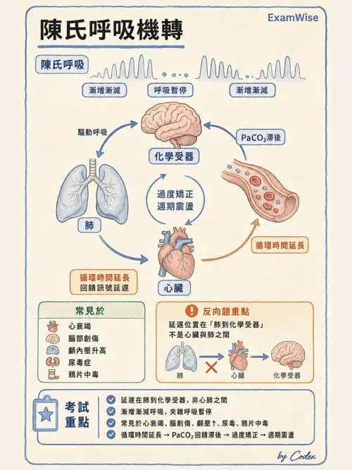 呼吸治療師 - 通氣、呼吸力學與控制 - AI 圖文解析預覽