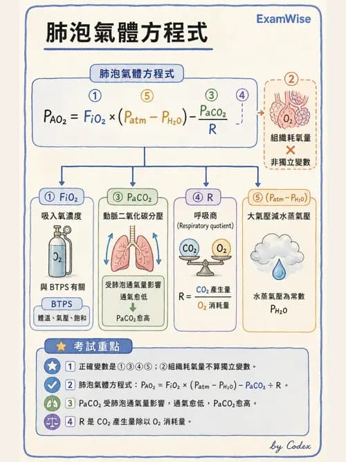 呼吸治療師 - 氣體擴散、交換與肺部代謝 - AI 圖文解析預覽
