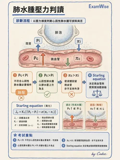 呼吸治療師 - 氣體擴散、交換與肺部代謝 - AI 圖文解析預覽
