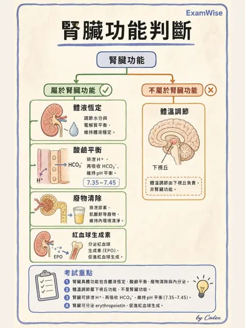 呼吸治療師 - 酸鹼平衡與腎臟生理 - AI 圖文解析預覽
