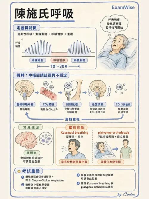 呼吸治療師 - 通氣、呼吸力學與控制 - AI 圖文解析預覽