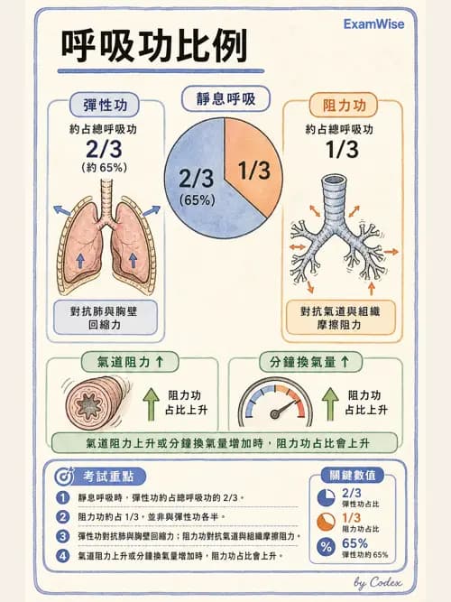 呼吸治療師 - 通氣、呼吸力學與控制 - AI 圖文解析預覽
