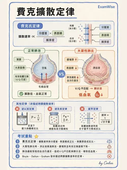 呼吸治療師 - 氣體擴散、交換與肺部代謝 - AI 圖文解析預覽