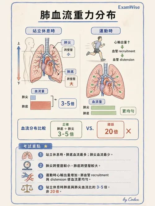 呼吸治療師 - 氣體擴散、交換與肺部代謝 - AI 圖文解析預覽