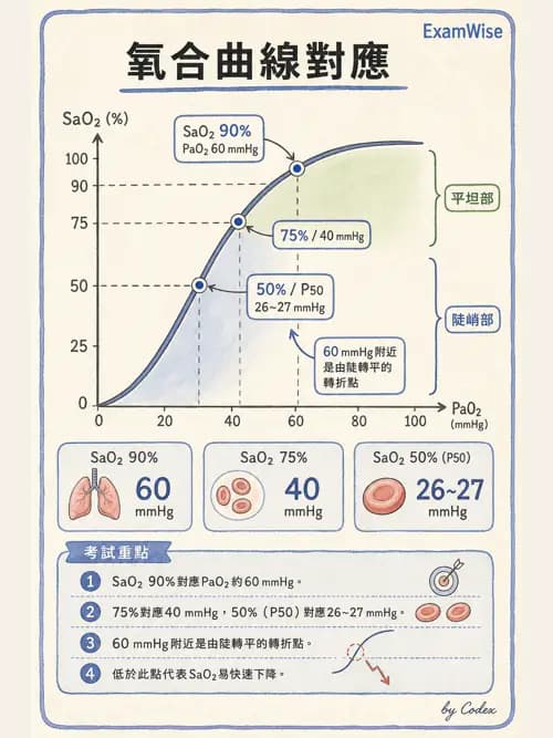 呼吸治療師 - 氣體擴散、交換與肺部代謝 - AI 圖文解析預覽