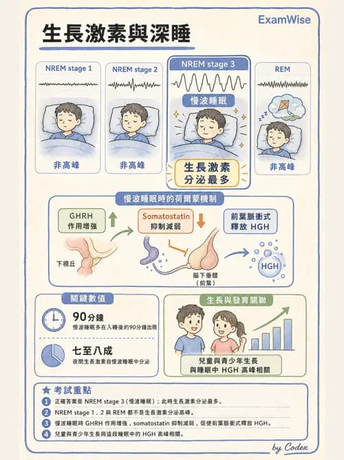 呼吸治療師 - 通氣、呼吸力學與控制 - AI 圖文解析預覽