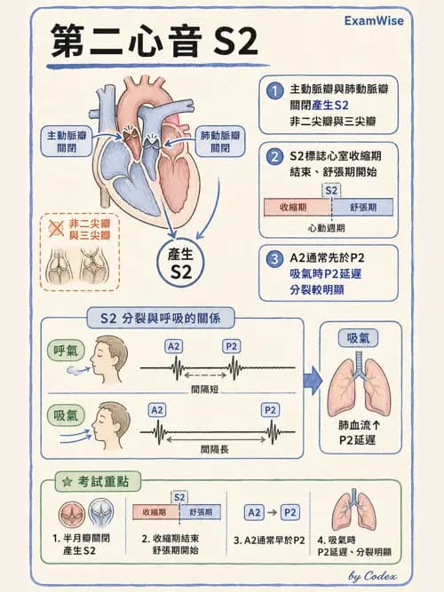 呼吸治療師 - 心臟生理與血液動力學 - AI 圖文解析預覽