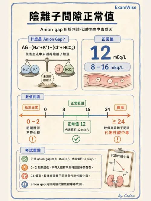 呼吸治療師 - 酸鹼平衡與腎臟生理 - AI 圖文解析預覽