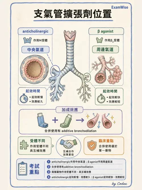 呼吸治療師 - 呼吸系統藥物 - AI 圖文解析預覽