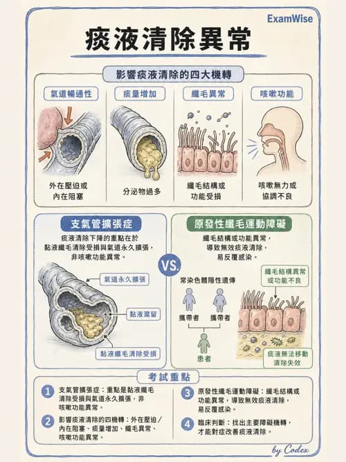 呼吸治療師 - 痰液清除與擴張治療 - AI 圖文解析預覽