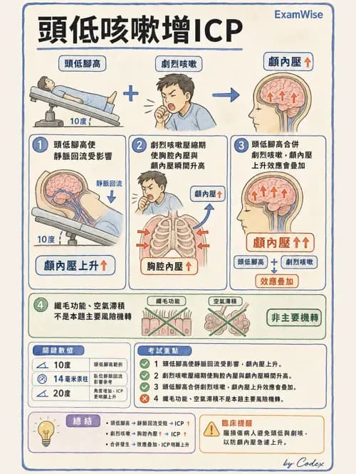 呼吸治療師 - 痰液清除與擴張治療 - AI 圖文解析預覽