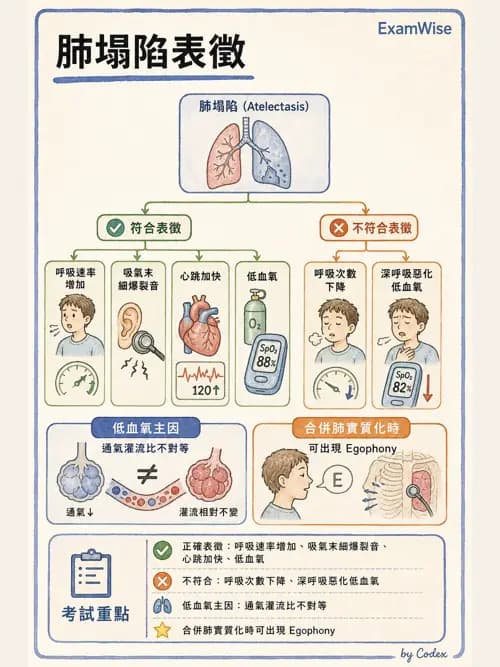 呼吸治療師 - 痰液清除與擴張治療 - AI 圖文解析預覽