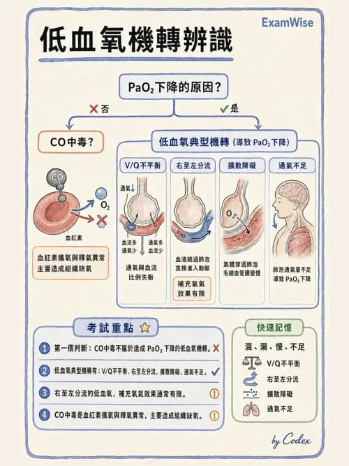 呼吸治療師 - 動脈血液氣體分析與氧合評估 - AI 圖文解析預覽