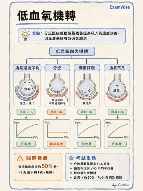 呼吸治療師 - 呼吸器監測與評估 - AI 圖文解析預覽