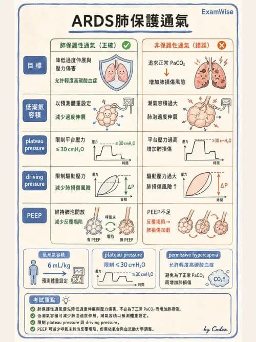 呼吸治療師 - ARDS與呼吸衰竭 - AI 圖文解析預覽