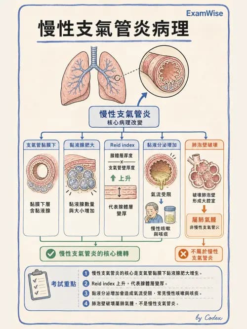 呼吸治療師 - 慢性氣道疾病 - AI 圖文解析預覽
