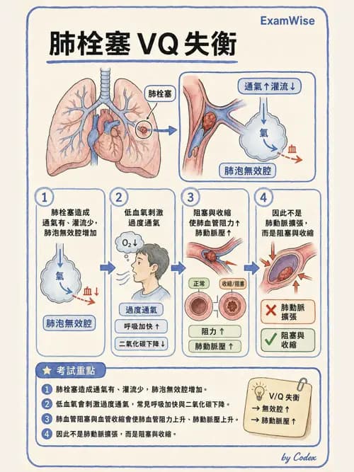 呼吸治療師 - 肺間質病變 - AI 圖文解析預覽