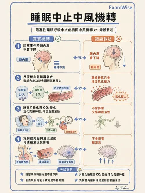 呼吸治療師 - 睡眠相關呼吸障礙 - AI 圖文解析預覽
