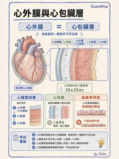 呼吸治療師 - 心臟與循環解剖 - AI 圖文解析預覽