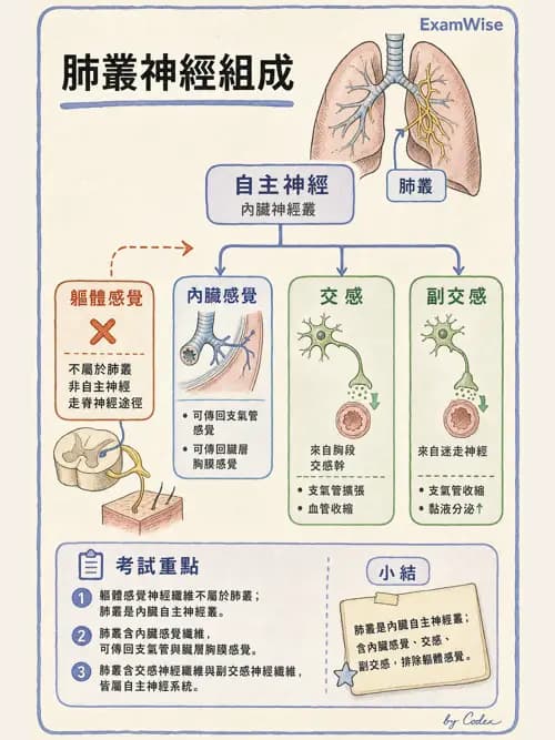 呼吸治療師 - 肺臟血流與神經支配 - AI 圖文解析預覽