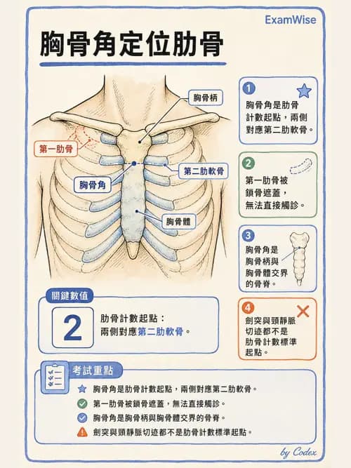 呼吸治療師 - 胸廓、肋膜與呼吸肌肉 - AI 圖文解析預覽