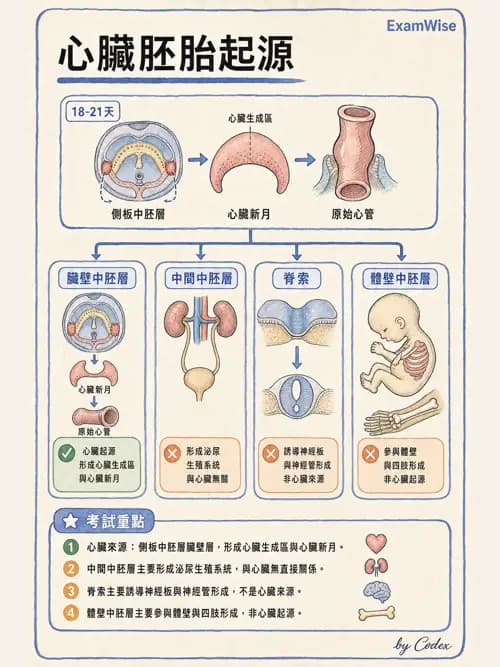呼吸治療師 - 心臟與循環解剖 - AI 圖文解析預覽