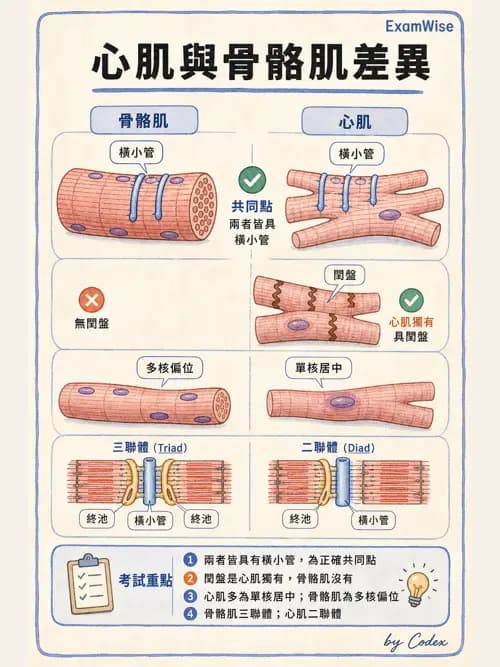 呼吸治療師 - 心臟與循環解剖 - AI 圖文解析預覽
