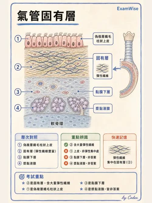 呼吸治療師 - 呼吸系統構造與發展 - AI 圖文解析預覽