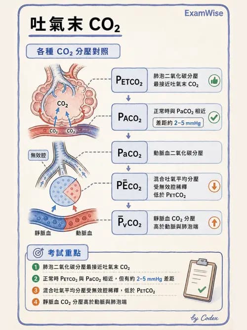 呼吸治療師 - 氣體擴散、交換與肺部代謝 - AI 圖文解析預覽
