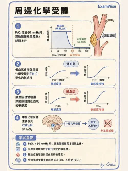 呼吸治療師 - 通氣、呼吸力學與控制 - AI 圖文解析預覽