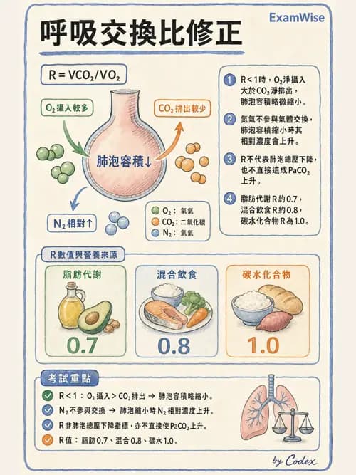 呼吸治療師 - 氣體擴散、交換與肺部代謝 - AI 圖文解析預覽