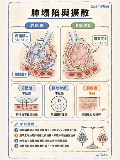 呼吸治療師 - 氣體擴散、交換與肺部代謝 - AI 圖文解析預覽
