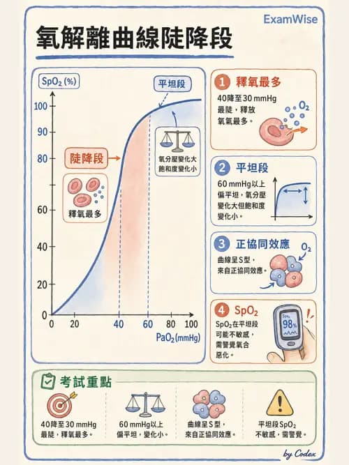 呼吸治療師 - 氣體擴散、交換與肺部代謝 - AI 圖文解析預覽