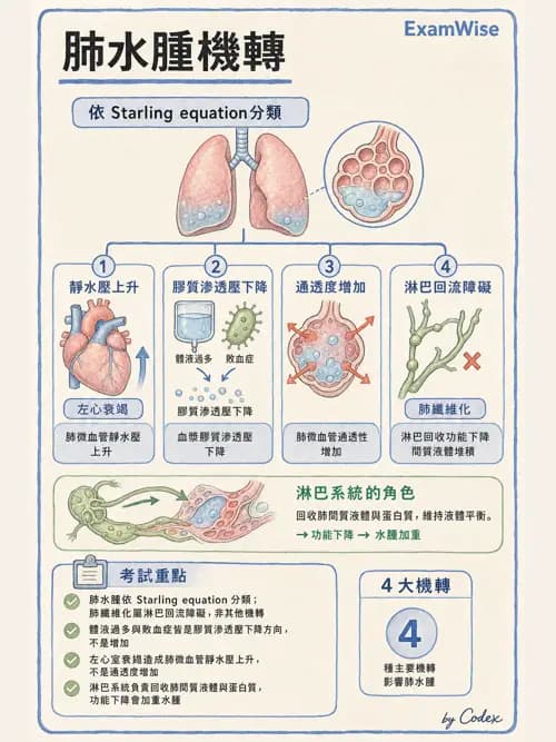 呼吸治療師 - 氣體擴散、交換與肺部代謝 - AI 圖文解析預覽