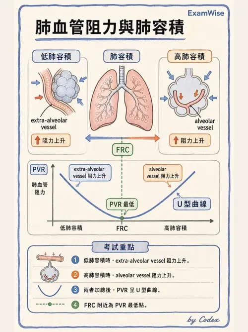 呼吸治療師 - 氣體擴散、交換與肺部代謝 - AI 圖文解析預覽