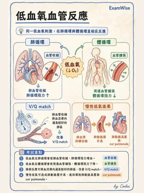 呼吸治療師 - 氣體擴散、交換與肺部代謝 - AI 圖文解析預覽