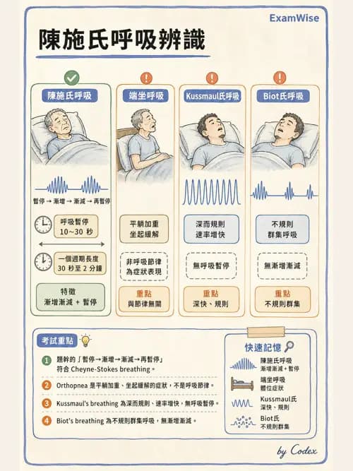 呼吸治療師 - 通氣、呼吸力學與控制 - AI 圖文解析預覽