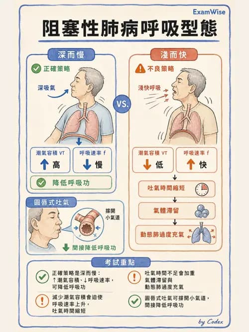 呼吸治療師 - 通氣、呼吸力學與控制 - AI 圖文解析預覽