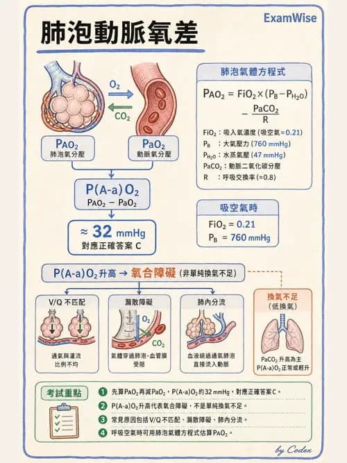 呼吸治療師 - 氣體擴散、交換與肺部代謝 - AI 圖文解析預覽