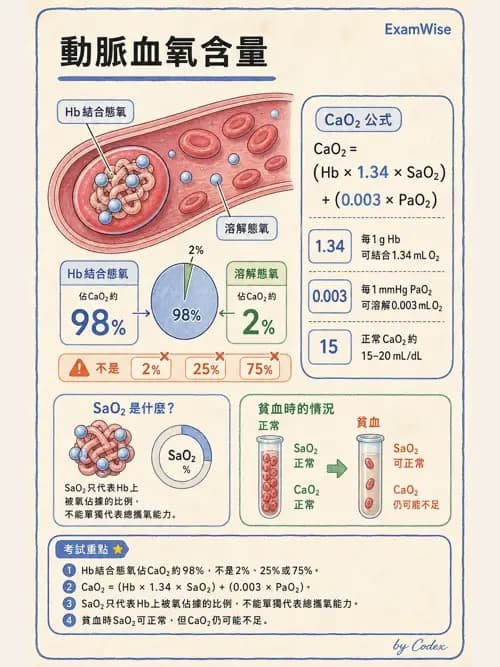 呼吸治療師 - 氣體擴散、交換與肺部代謝 - AI 圖文解析預覽